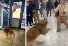 Dog Waits Patiently To See Mom Again, And The Reunion Is Worth It