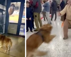 Dog Waits Patiently To See Mom Again, And The Reunion Is Worth It