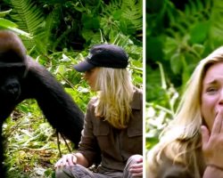 He raised a gorilla, 6 years later, it meets his wife – despite the warnings she walks too close