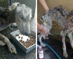 Skeletal husky dog rescued from the brink of death – 10 months later she is unrecognizable