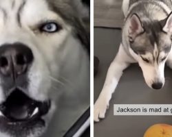 Man Adopts A Husky Only To Discover His Tantrum ‘Problem’
