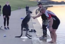 Kangaroo Shakes Hands With Rescuers After They Save Him From The Water