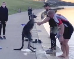 Kangaroo Shakes Hands With Rescuers After They Save Him From The Water