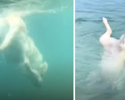 Meet Max, The Dog Who Thinks He’s A Mermaid