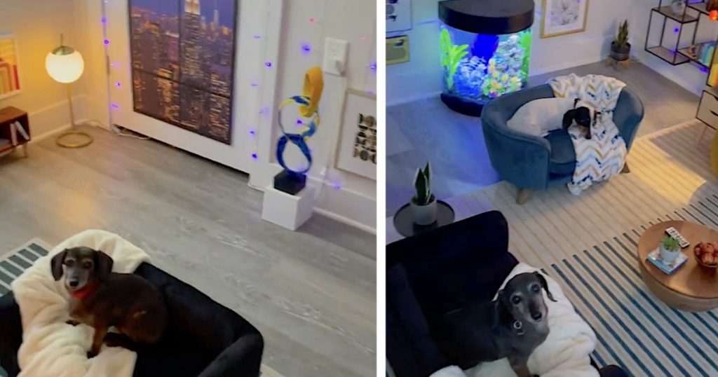 View of Man Turns The Spare Bedroom Into A Luxury Doggy Condo
