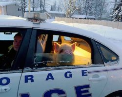 Police officers give car ride to pig lost in the cold