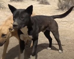 Two Dog Friends Abandoned In The Desert Only Had Each Other