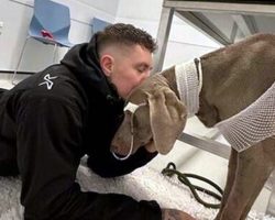 Owner left with $20,000 vet bill refuses to let dog die, raises money to save her life