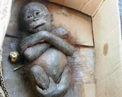 Newborn orangutan found “mummified” in cardboard box. See incredible transformation