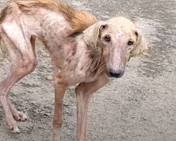 People Thought This Was An Old Dog Until Her ‘Puppy’ Started Shining Through