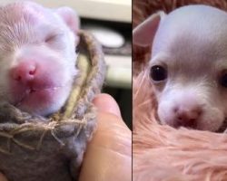 Tiny Chihuahua Pup Born Prematurely Musters Up Some Energy To Play With Toys