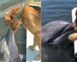 Dolphin Comes Up For Sloppy Golden Retriever Kisses
