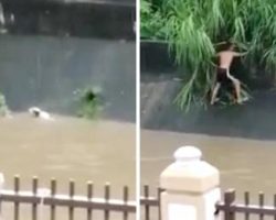 Someone Spots A Dog Struggling In A High River, And A Young Man Goes In