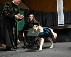 Service dog got his owner through grad school, so the university gave him his own degree