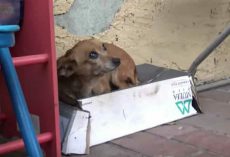Abandoned puppy lives in shoebox – when animal heroes lift her up, they discover horrible truth