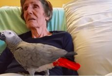 Dying woman says final goodbye to her parrot: The bird’s instant reaction leaves me in tears