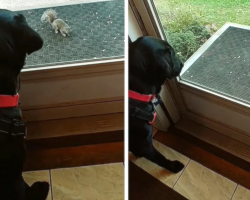 Dog And Squirrel Come Face To Face With Only The Door In Between Their Standoff
