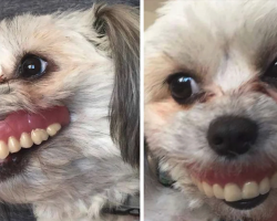 Man Wakes Up To Missing Dentures, Finds Dog With A Brand New Smile