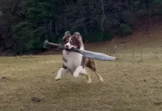 This Dog Is REALLY Obsessed With Sword Fighting With Her Humans