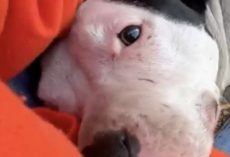 ‘Super-Scared’ Stray Dog Melts Into Rescuer’s Arms As Soon As She Knows She’s Safe