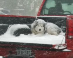 Dog is seen riding in pickup flatbed on freezing day, sparking debate about animal cruelty