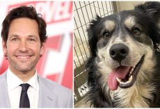 Dog named ‘Pawl Ruff’ goes viral for his resemblance to actor Paul Rudd