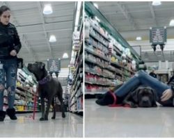 Service dog saves the day after owner has seizure in grocery store