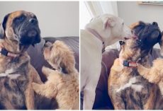 Anxious rescue dog is always comforted by his two best friends