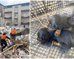 Dog rescued from rubble 28 days after earthquake — after giving birth to puppies