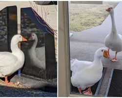Cemetery staff write personal ad for lonely widowed goose — and find her a new love