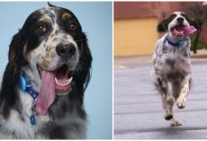 English setter sets world record for longest tongue on a dog