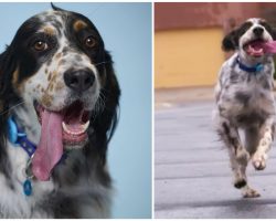 English setter sets world record for longest tongue on a dog