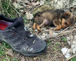 Man rescues stray puppy who was found living in an old shoe