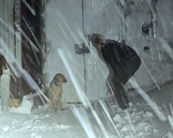 Officer braves heavy snow to rescue dog lost in snowstorm