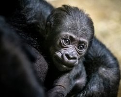 Zoo celebrates birth of critically endangered western lowland gorilla