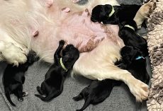 Police officers save the lives of 6 puppies tied up in bag: ‘Right place, right time’