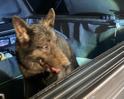 Retired police K9 rescued after falling down 40-foot abandoned well