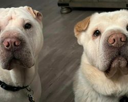 Couple adopts shelter dog, then finds out he’s their dog’s brother