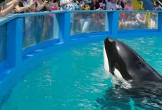Lolita the orca will finally return to home waters after 53 years in captivity