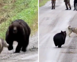 Owners Watch As Their Dog Returns From The Woods With A Bear Friend