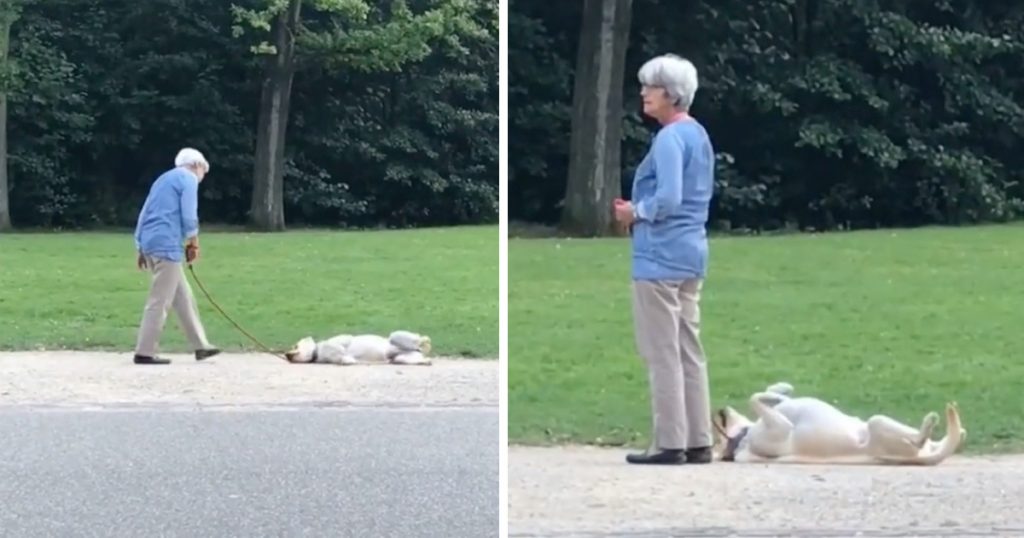 Uncooperative Dog Spotted Not Wanting To Go Home From The Park Just Yet