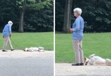 Uncooperative Dog Spotted Not Wanting To Go Home From The Park Just Yet