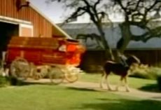 Young Clydesdale Needs A Helping Hand, Receives A Friendly Boost From Behind