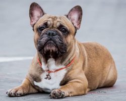 French bulldog dethrones Labrador retriever as most popular dog breed in the US