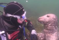 Seal Asks Diver For A Belly Rub And Shows Why They Are Known As The ‘Dogs Of The Sea’