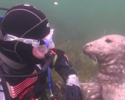 Seal Asks Diver For A Belly Rub And Shows Why They Are Known As The ‘Dogs Of The Sea’