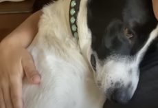 Grieving Dog Falls Into Depression Until His Mom Introduces Him To His New Brother