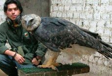 Harpy Eagle Has Claws More Powerful Than A Rottweiler’s Jaws