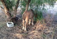 Police find abandoned pony tied to a tree, take a closer look and understand why it refuses to turn around