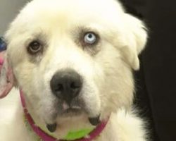 Heroic herding dog fights off 11 coyotes to save his flock of sheep